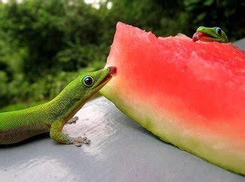 tropes sweet dreams fuel